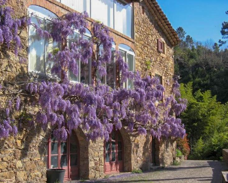 Chambre D'Hote Mas D'Alzon A St Jean Du Pin La Barriere Bagian luar foto